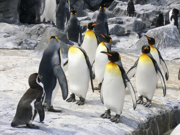 しながわ水族館　バイト
