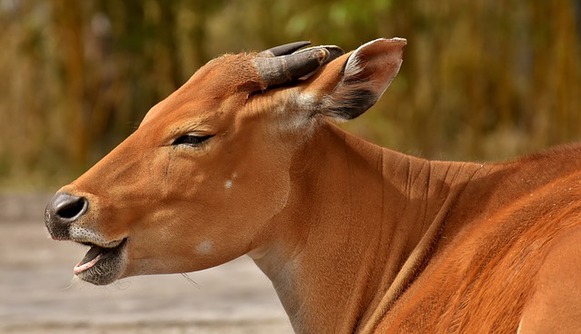 ズーラシア　バイト